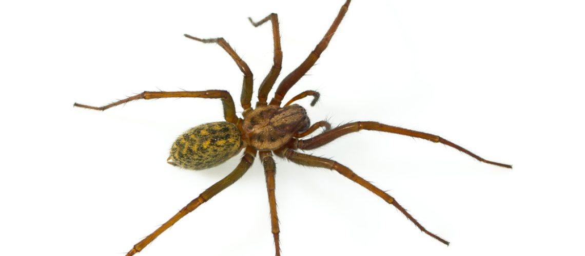 Spider Photo