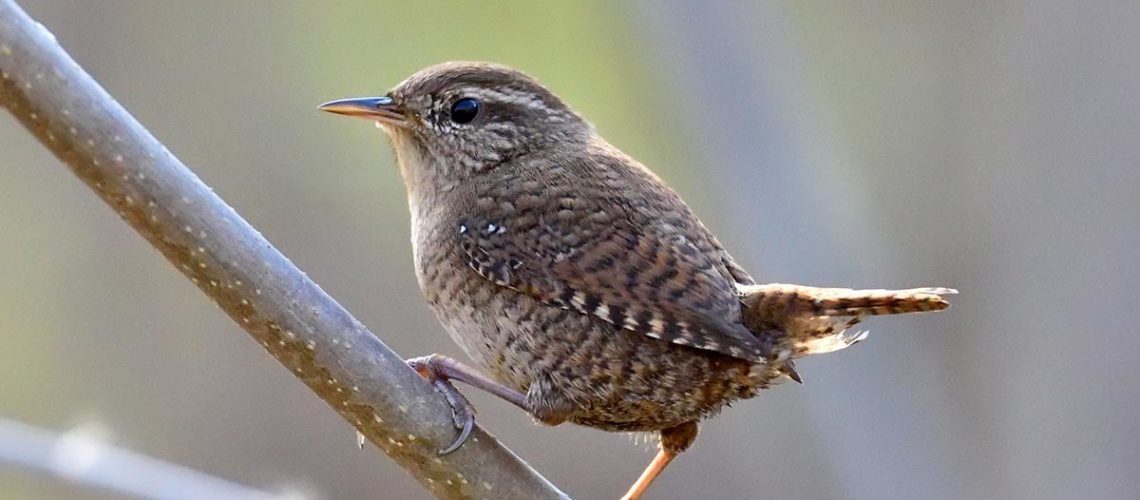 Wren - Featured Image